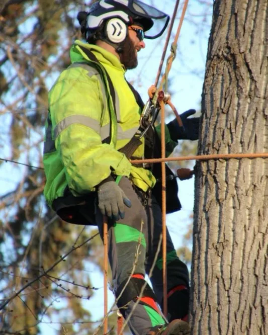 Arborist Roped In And Climbing A Large Tree Trunk Arborist roped in and climbing a large tree trunk