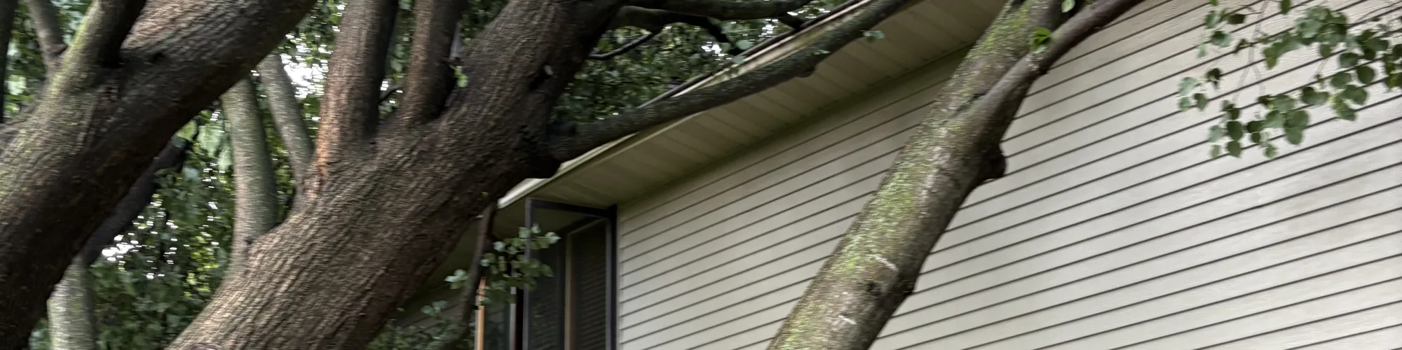 Tree limb fallen against a house after a storm