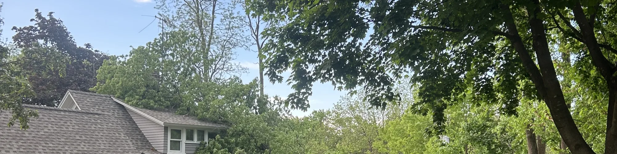 Fallen tree in a residential yard