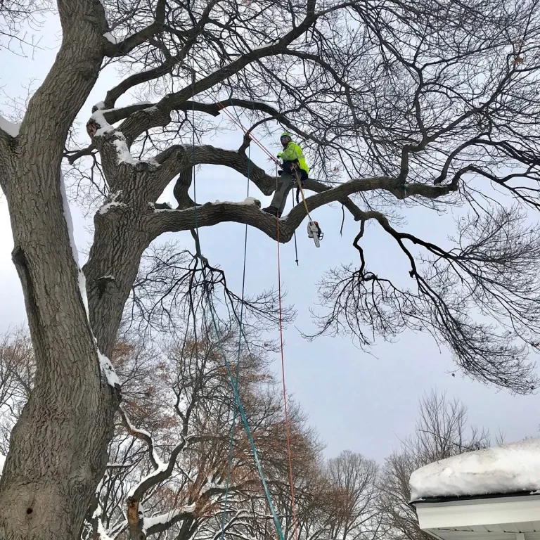 Arborist working high in a mature tree