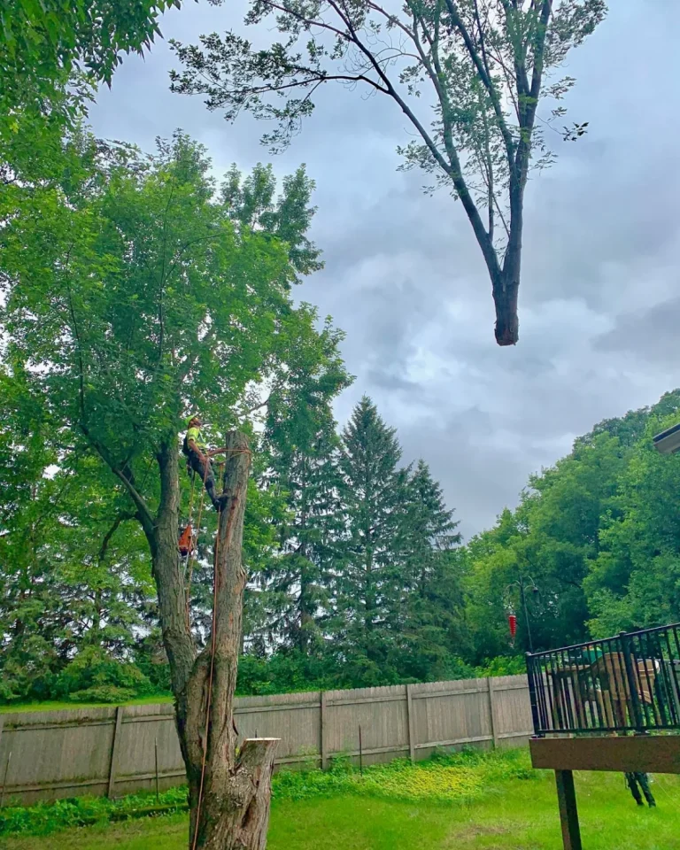 Tree top being lifted out by crane