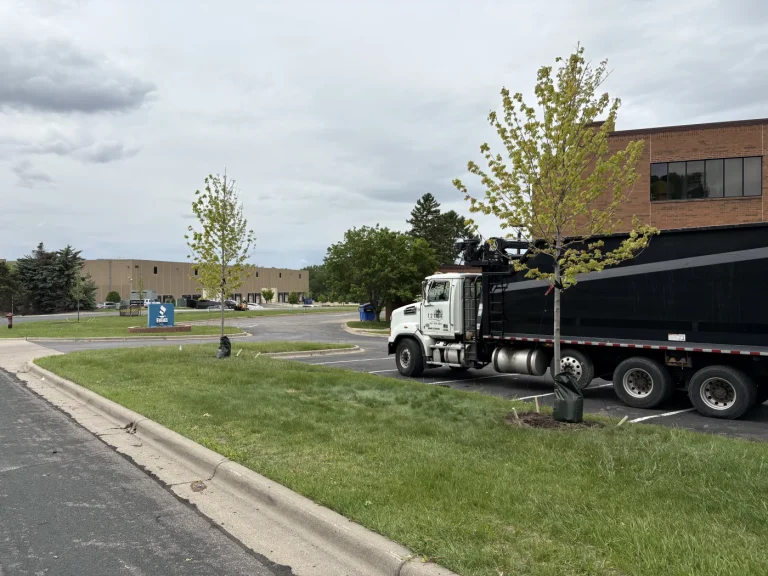 Tree service truck and newly planted tree
