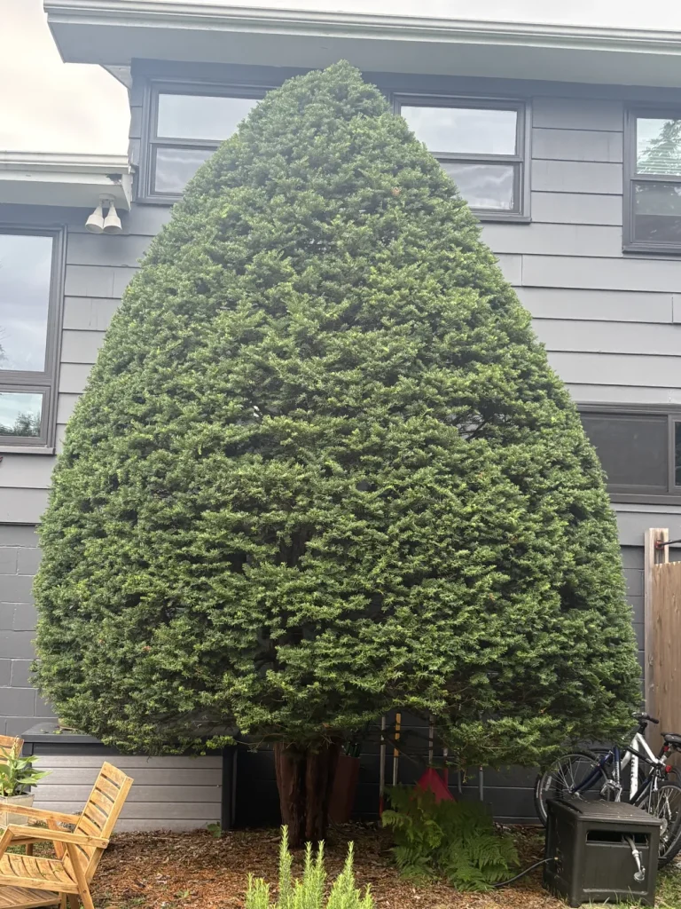 Pruned and shaped evergreen