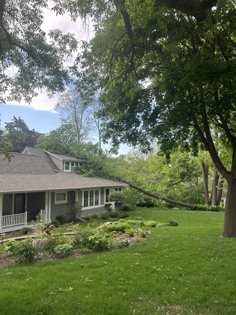 Fallen tree across a front yard