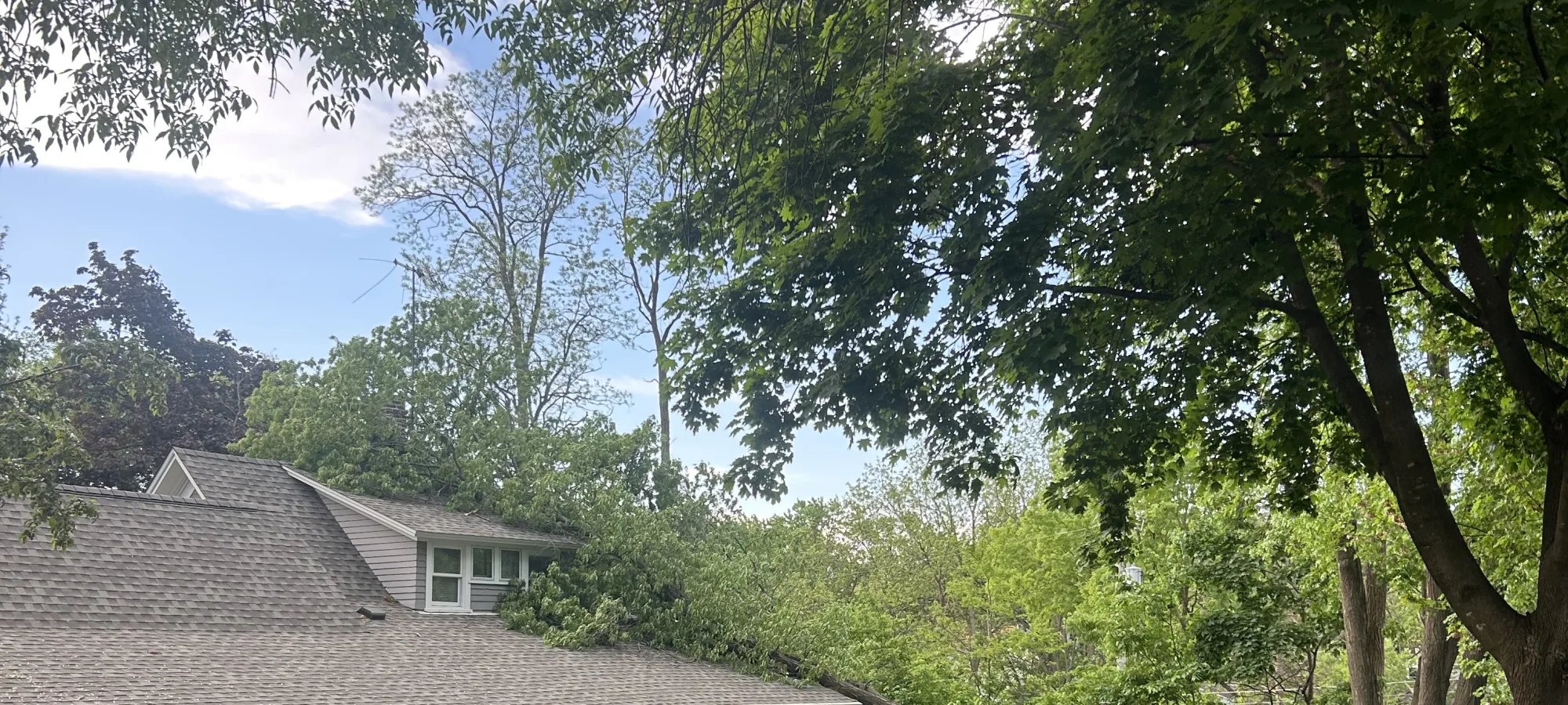 Storm-damaged tree fallen onto a home roof