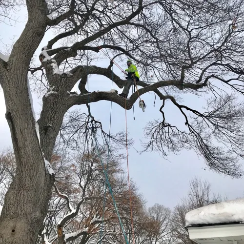 Arborist Climbing High In A Mature Tree Canopy Arborist climbing high in a mature tree canopy