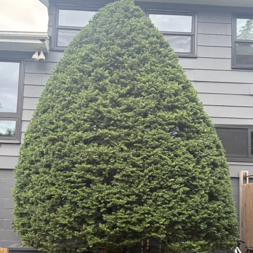 Neatly Pruned And Shaped Evergreen Tree Beside A Home Neatly pruned and shaped evergreen tree beside a home