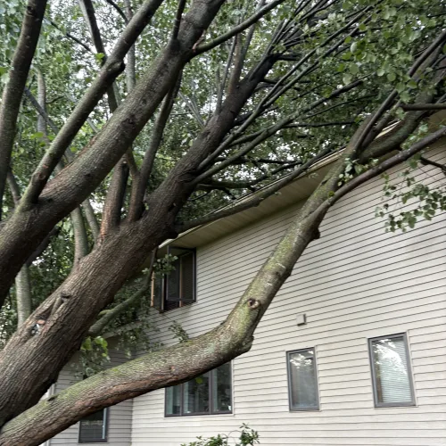Storm Damaged Tree Limbs Resting On A House Storm-damaged tree limbs resting on a house