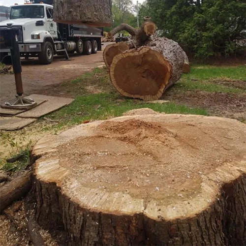 Freshly Cut Stump With Tree Sections Ready For Removal Freshly cut stump with tree sections ready for removal
